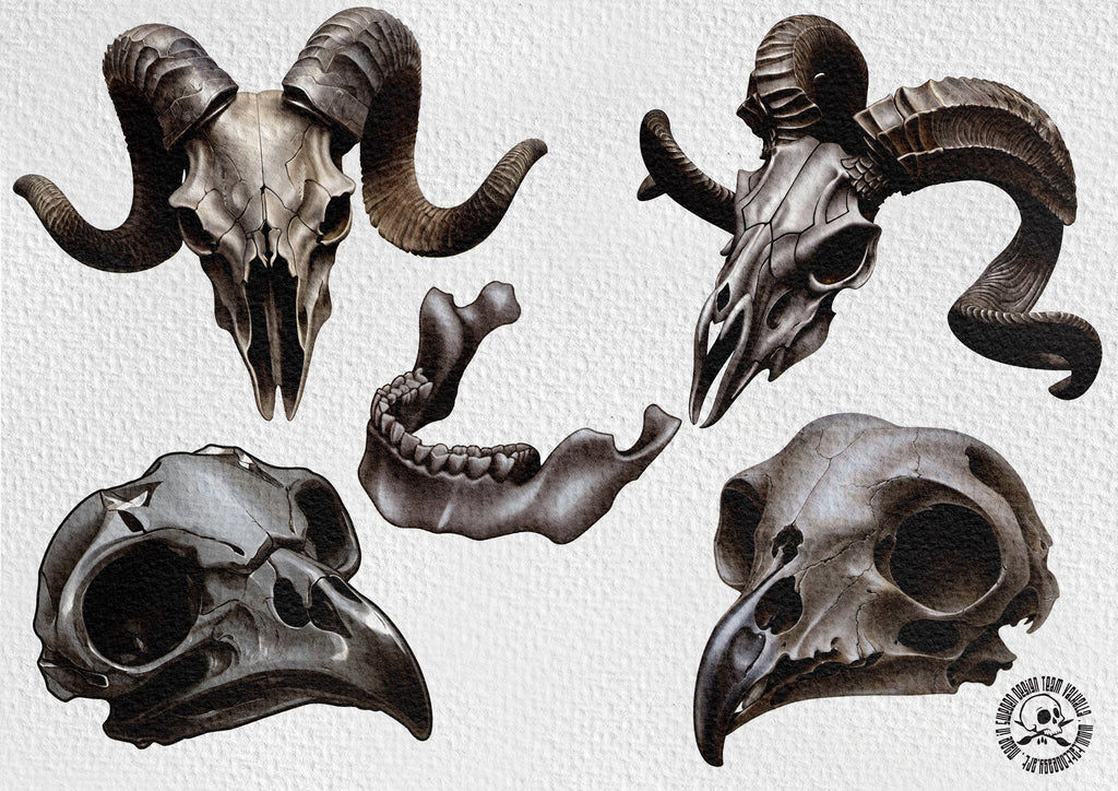 The skull project, 500 custom designs for Procreate