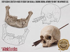 The skull project, 500 custom designs for Procreate