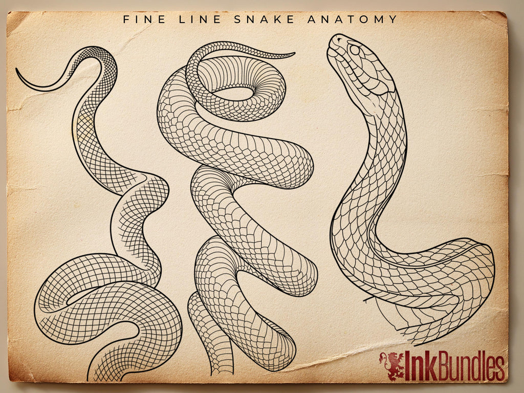 SCALED — Snake Studies for Tattoo Artists